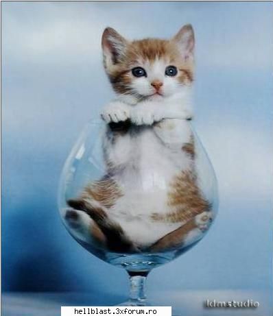 :rotfl: poze...